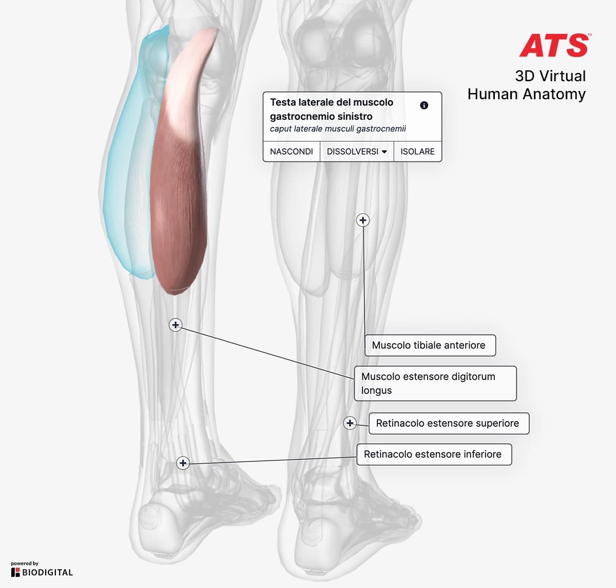 Anatomia-Gastrocnemio-ATS
