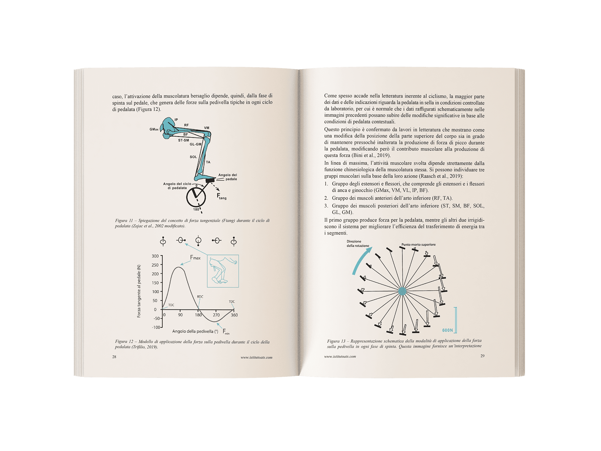 Biomeccanica-Ciclismo-Aperto1-1[1]