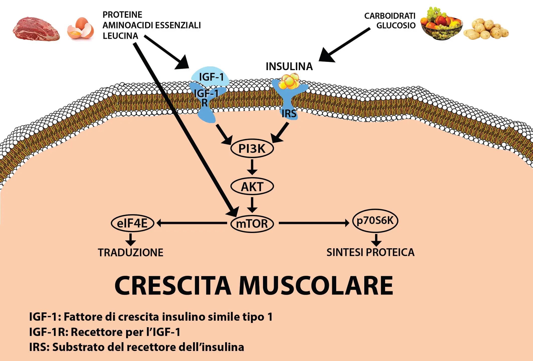 crescita muscolare