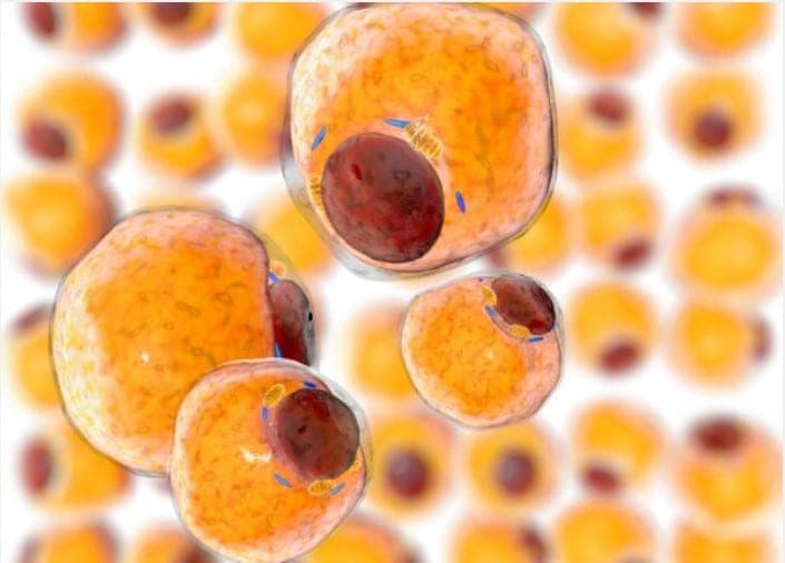 Tessuto adiposo: organo ad azione ormonale