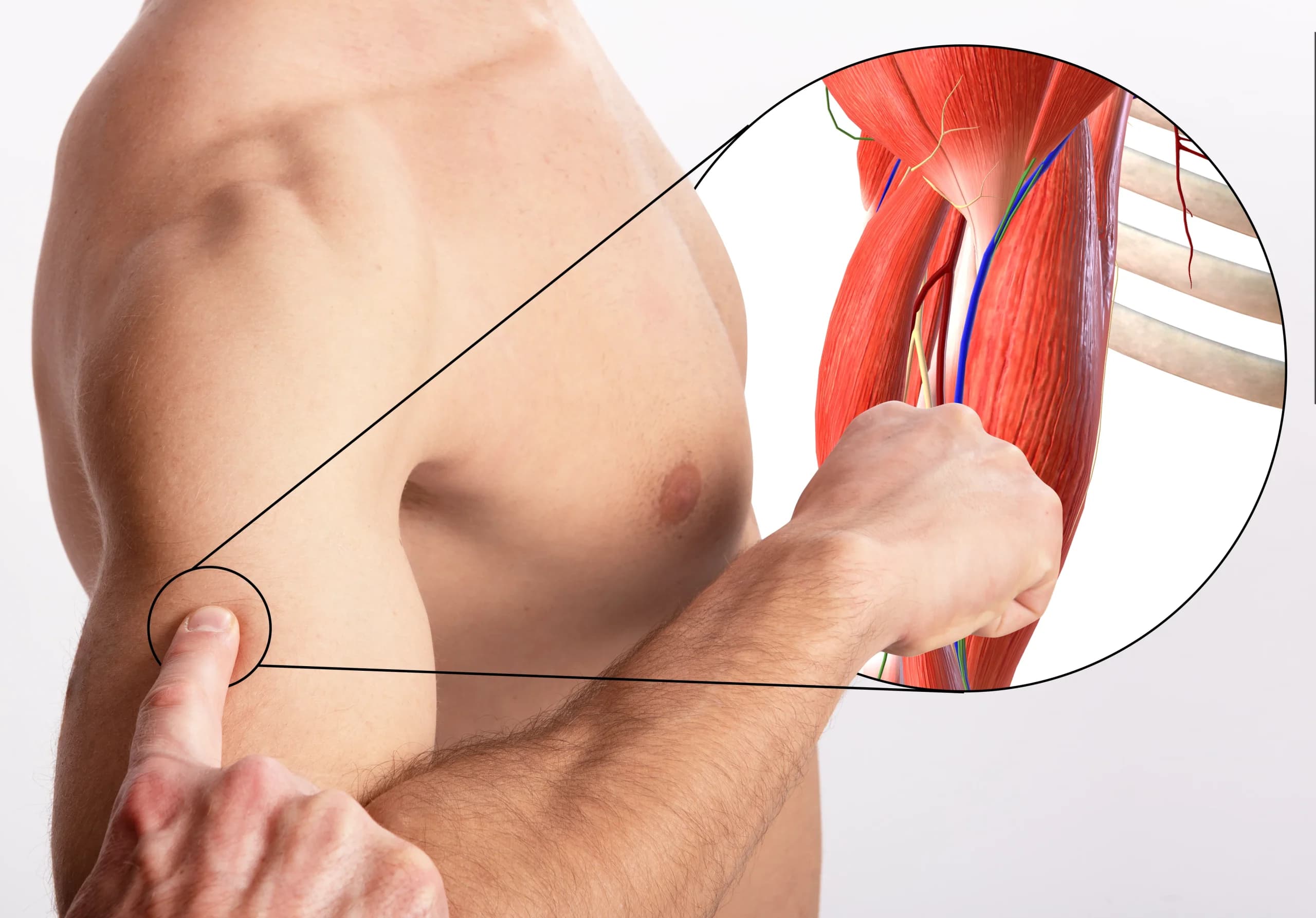 Inserzione-Anatomica- Corso