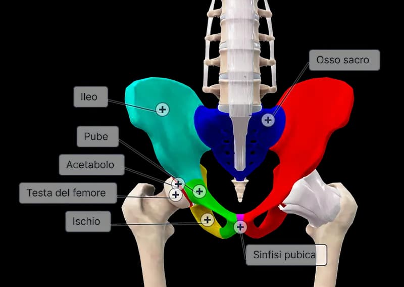 anatomia virtuale biodigital
