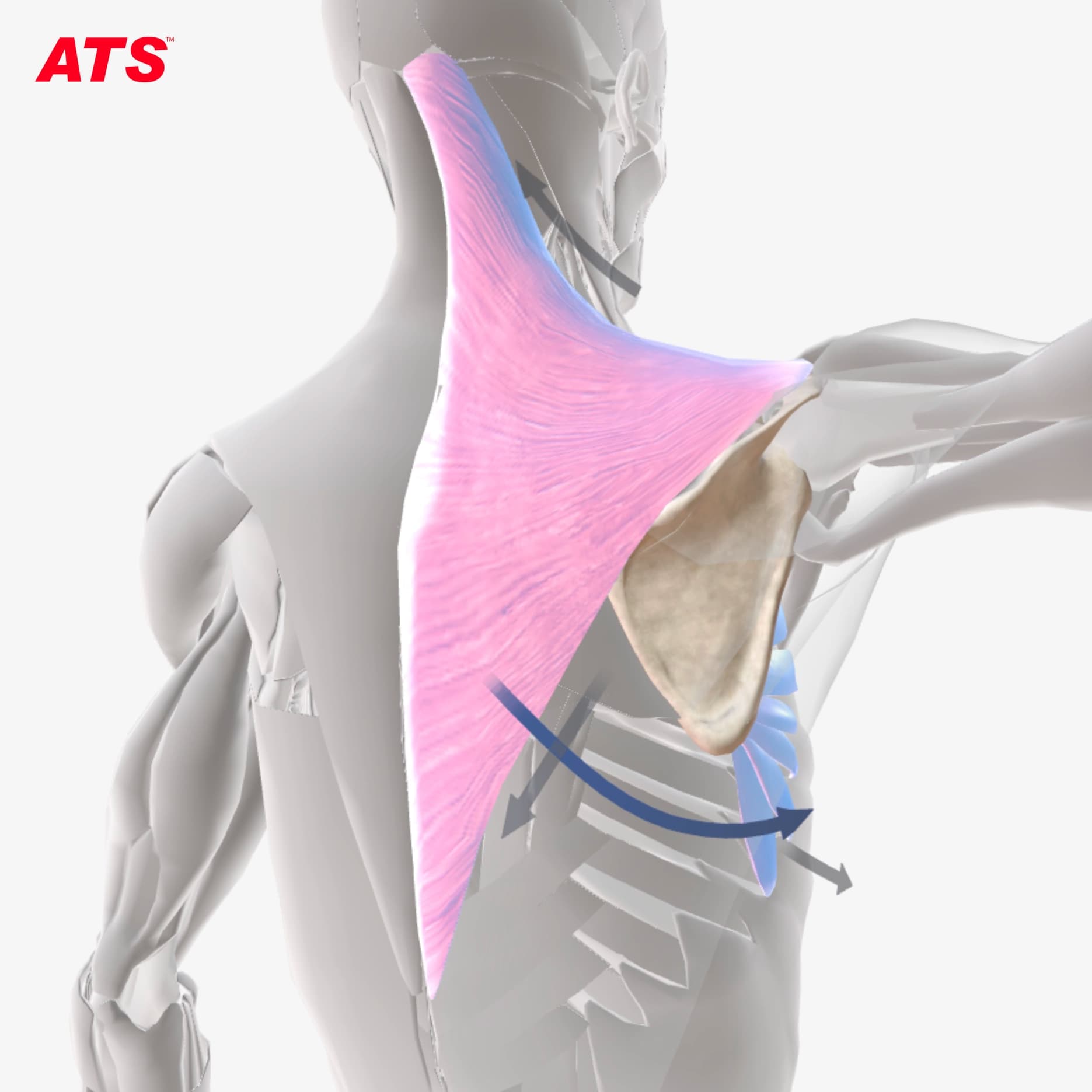 Trapezio-Abduzione-Anatomia-EMG-ATS
