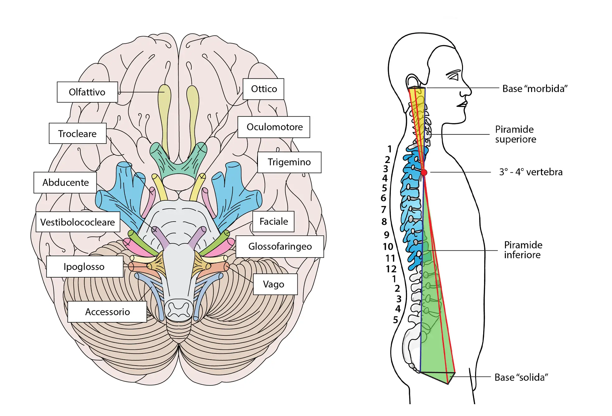 Complementi iconografici posturologia integrata