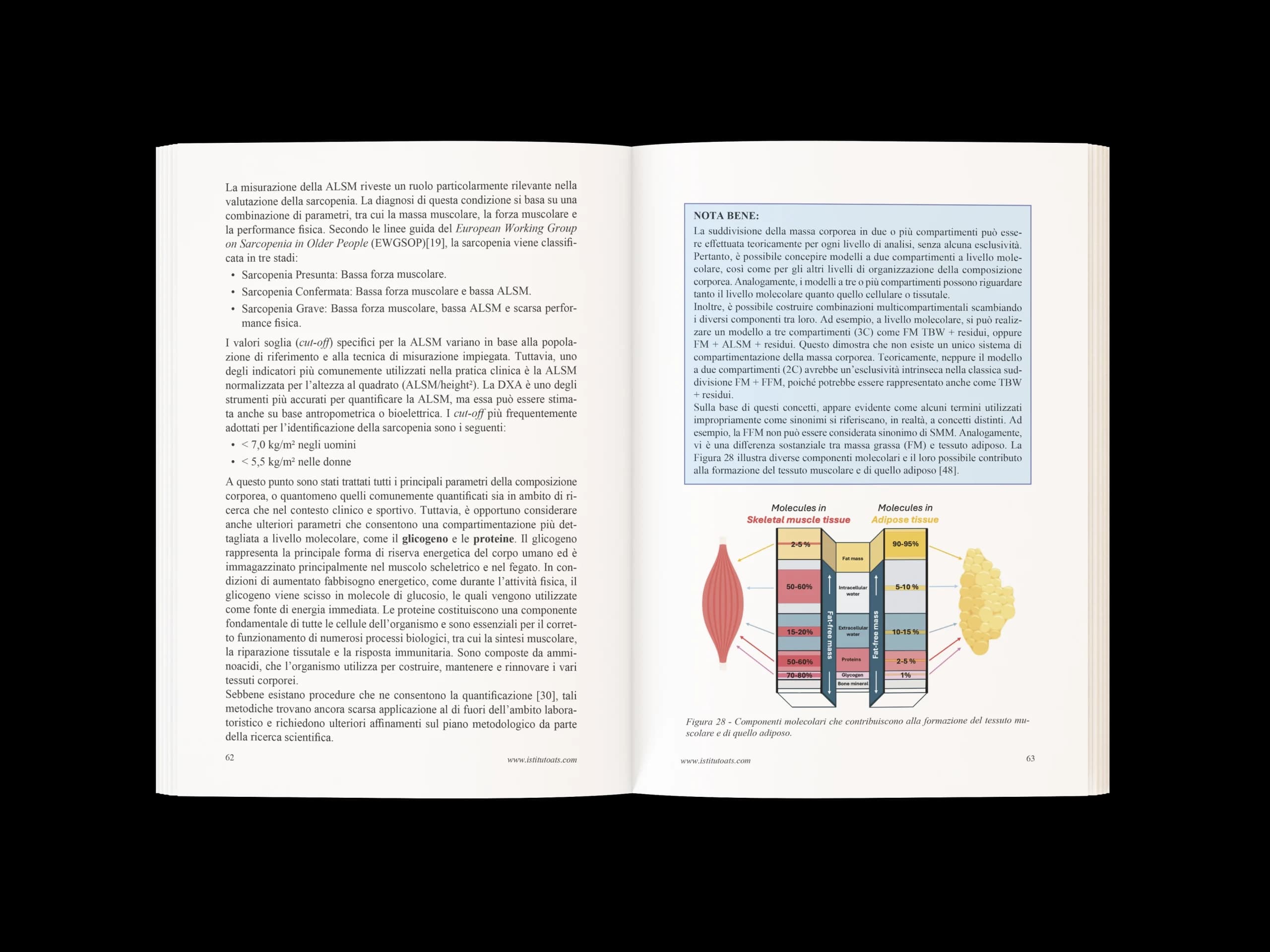 Composizione corporea nello sport6 ok